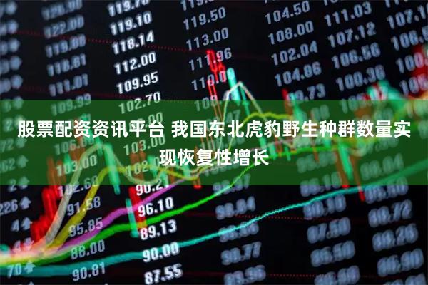 股票配资资讯平台 我国东北虎豹野生种群数量实现恢复性增长